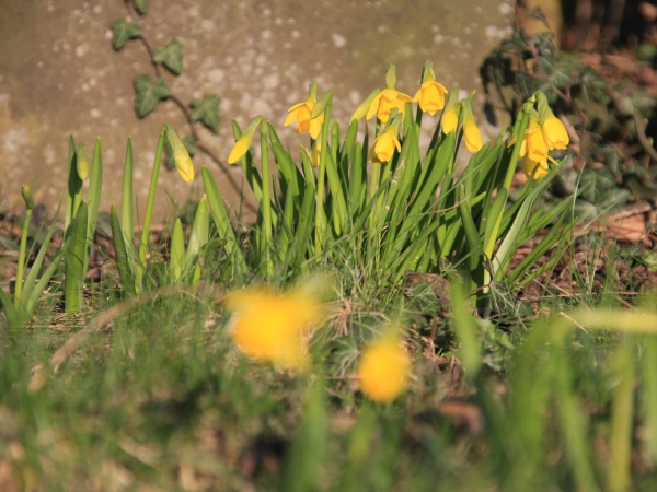Fruehling 2009   016.jpg